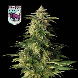 Alaskan Purple Auto Feminizovaná Semínka - 10