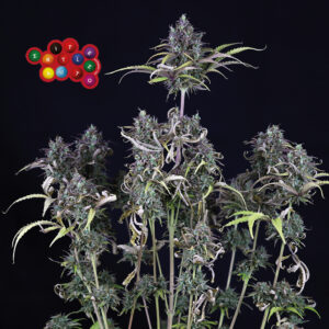 Zkittlez Auto Feminizovaná Semínka - 10