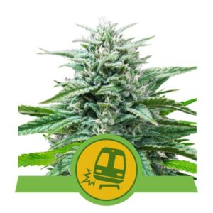Trainwreck Auto Feminizovaná Semínka - 3