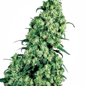Skunk #1 Feminizovaná Semínka - 5