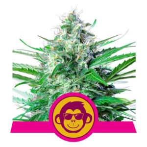Grape Ape Feminizovaná Semínka - 5