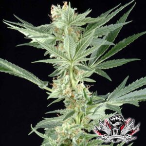 Big Bang - semínka 10 ks (Outdoor), feminizovaná semínka Green House Seeds