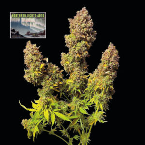 Northern Lights Auto Feminizovaná Semínka - 3