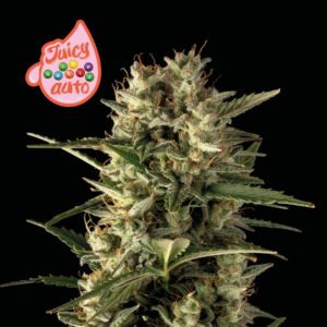 Juicy Zkittlez Auto Feminizovaná Semínka - 3