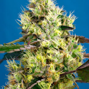Sweet Gelato Auto Feminizovaná Semínka - 3