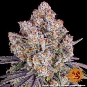Ice Cream Cake Feminizovaná Semínka - 10