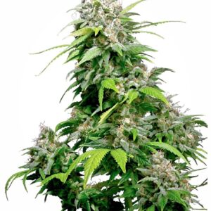 California Indica Feminizovaná Semínka - 5