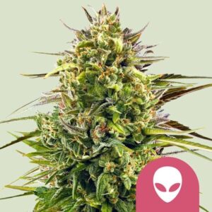 Alien OG Feminizovaná Semínka - 5