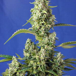 Gorilla Girl XL Auto Feminizovaná Semínka - 3