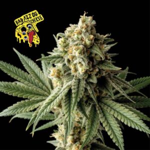 Badazz OG Cheese Feminizovaná Semínka - 10