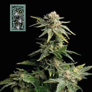 White Widow Fast Feminizovaná Semínka - 10