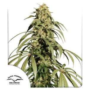 Trichome & Cream Auto Feminizovaná Semínka - 7
