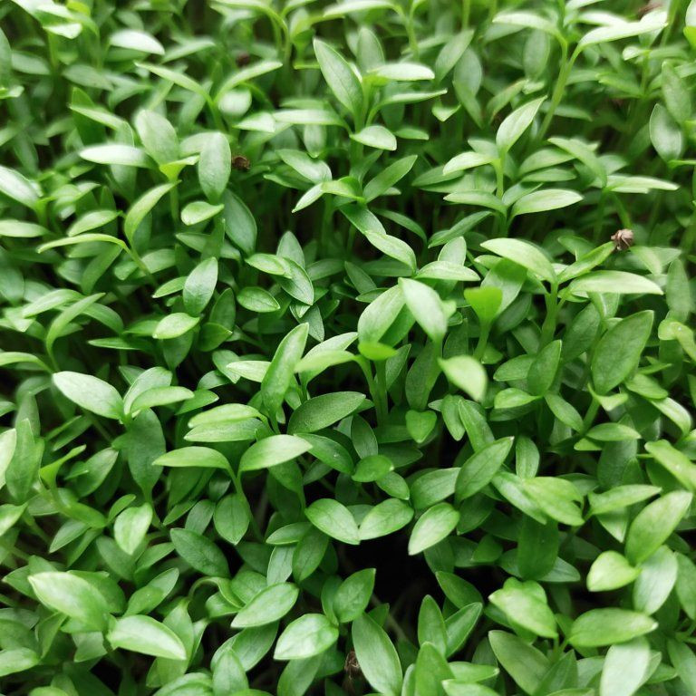 Petržel zahradní na microgreens, 100 g - Obrázek 2