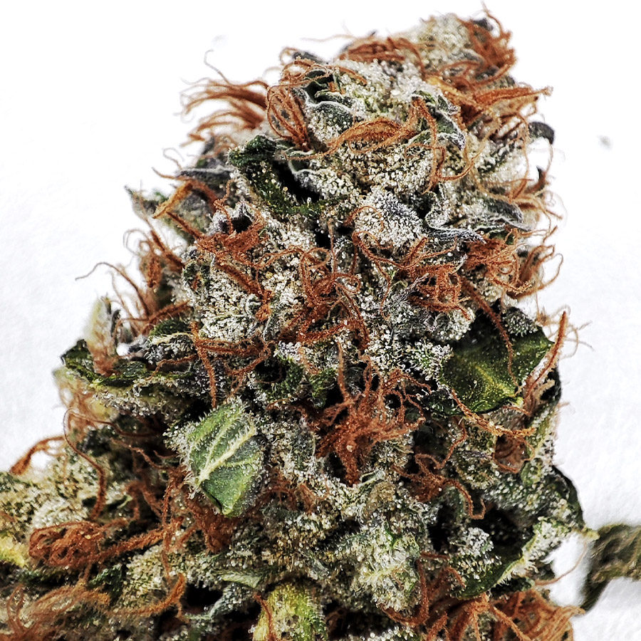 Buddha Gelato, 10 ks, Buddha Seeds
