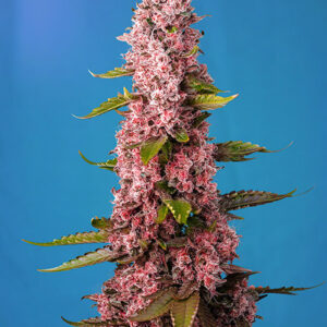 Red Hot Cookies Feminizovaná Semínka - 5