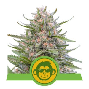 Grape Ape Auto Feminizovaná Semínka - 3