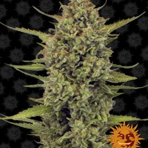 Acapulco Gold Feminizovaná Semínka - 1