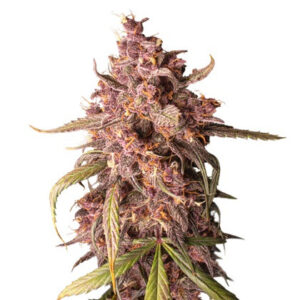 Purple Punch samonakvétací semena 5 ks Seedstockers
