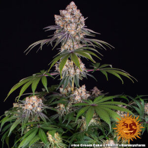 Purple Punch x Lemon Drizzle - feminizovaná semena, 5 ks, Barneys Farm
