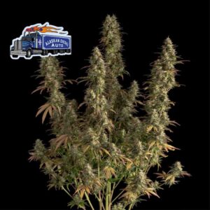 Alaskan Diesel Auto Feminizovaná Semínka - 1