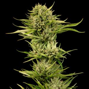 Blueberry Pie F1 Samonakvétací Feminizovaná Semínka - 3