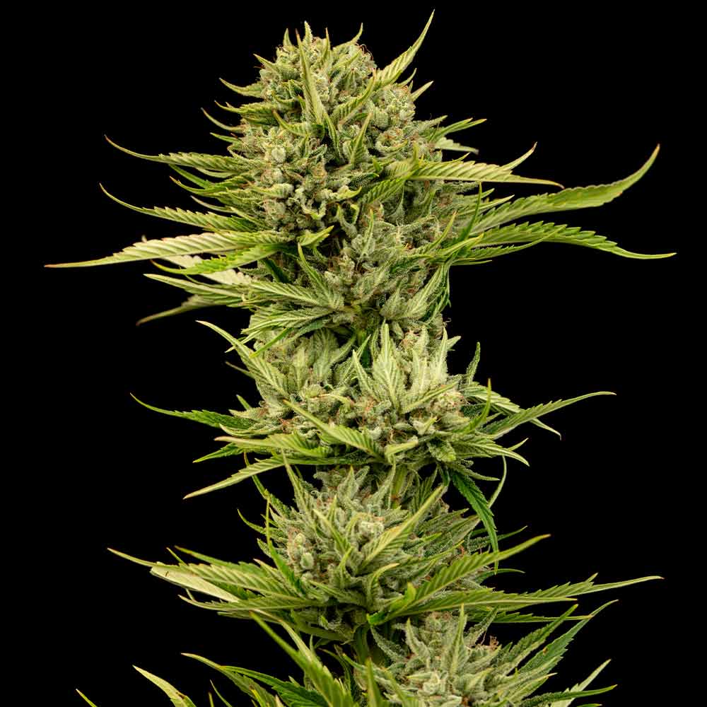 Blueberry Pie F1 Samonakvétací Feminizovaná Semínka - 3