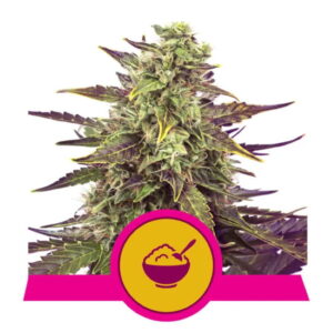 Cereal Milk Feminizovaná Semínka - 5
