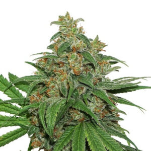 AK420 feminizovaná semena 3 ks Seedstockers