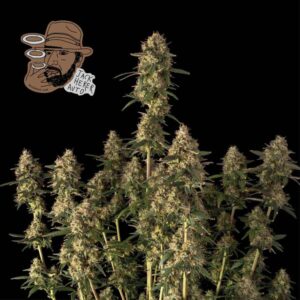 Jack Herer Auto Feminizovaná Semínka - 3