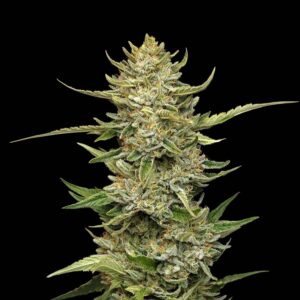 Sour Diesel Auto Feminizovaná Semínka - 5