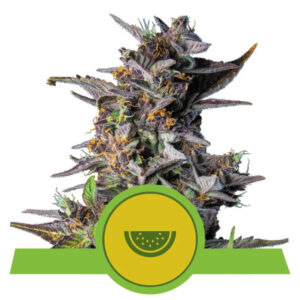 Watermelon Auto Feminizovaná Semínka - 5