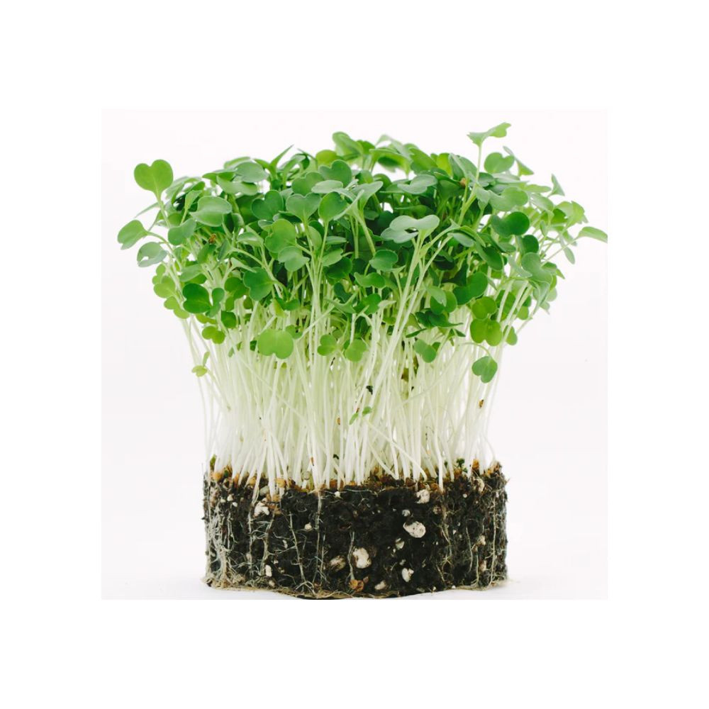 Microgreens semínka na klíčky - Rukola (roketa) 10 g
