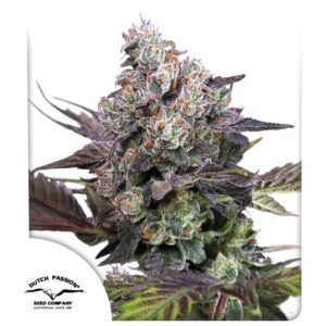 Candy Bubatz XL Auto Feminizovaná Semínka - 7