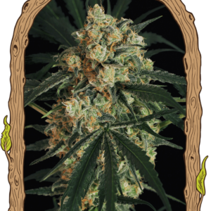 Triple A (AAA) Auto - feminizovaná samonakvétací semena, 5 ks, Exotic Seed