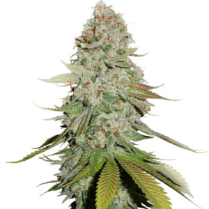 Gorilla Glue feminizovaná semena 3 ks Seedstockers