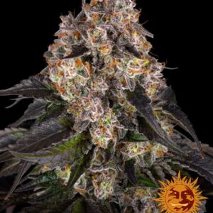 Girl Scout Cookies - feminizovaná semena, 5 ks, Barneys Farm