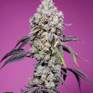 Sweet Mandarine Zkittlez F1 Fast Version Feminizovaná Semínka - 3
