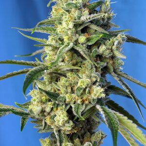 Sweet Amnesia Haze Feminizovaná Semínka - 5