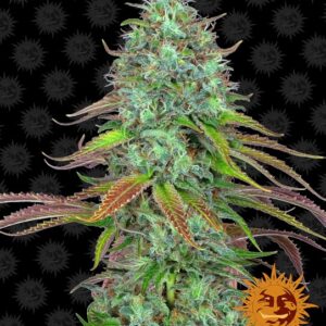 LSD Auto Feminizovaná Semínka - 1