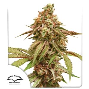 Tropical Tangie Feminizovaná Semínka - 3