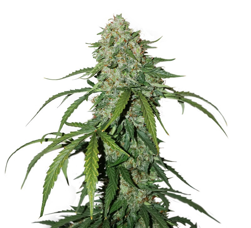 CBD 1:1 Silver Lime Haze samonakvétací semena 3 ks Seedstockers