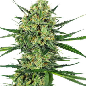 Tangerine Sugar Feminizovaná Semínka - 5
