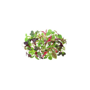 Microgreens semínka na klíčky - Směs jemná 20 g