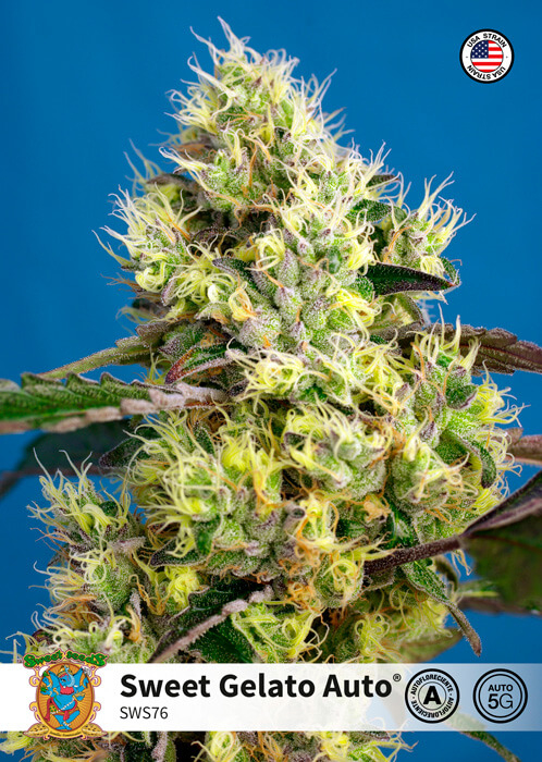 Sweet Gelato Auto Feminizovaná Semínka - 5