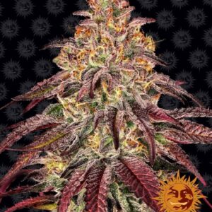 Mimosa x Orange Punch Auto Feminizovaná Semínka - 1