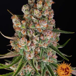 GMO Auto Feminizovaná Semínka - 1
