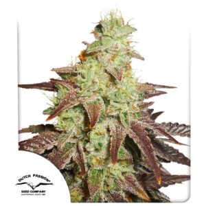 Night Queen Auto Feminizovaná Semínka - 3