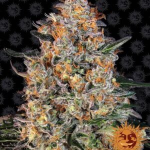 Bubba Kush Feminizovaná Semínka - 10