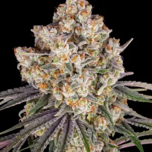 Ice Cream Cake Feminizovaná Semínka - 5