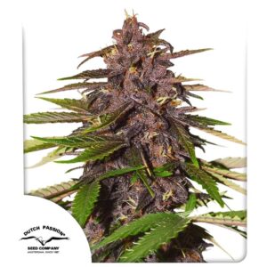 Forbidden Cherry Auto Feminizovaná Semínka - 3